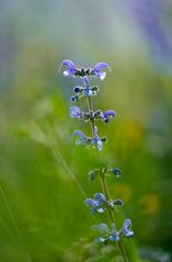 Wiesensalbei im Gegenlicht