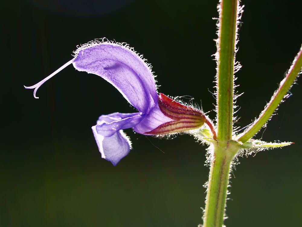 Wiesensalbei im Gegenlicht