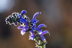 Wiesensalbei im Gegenlicht