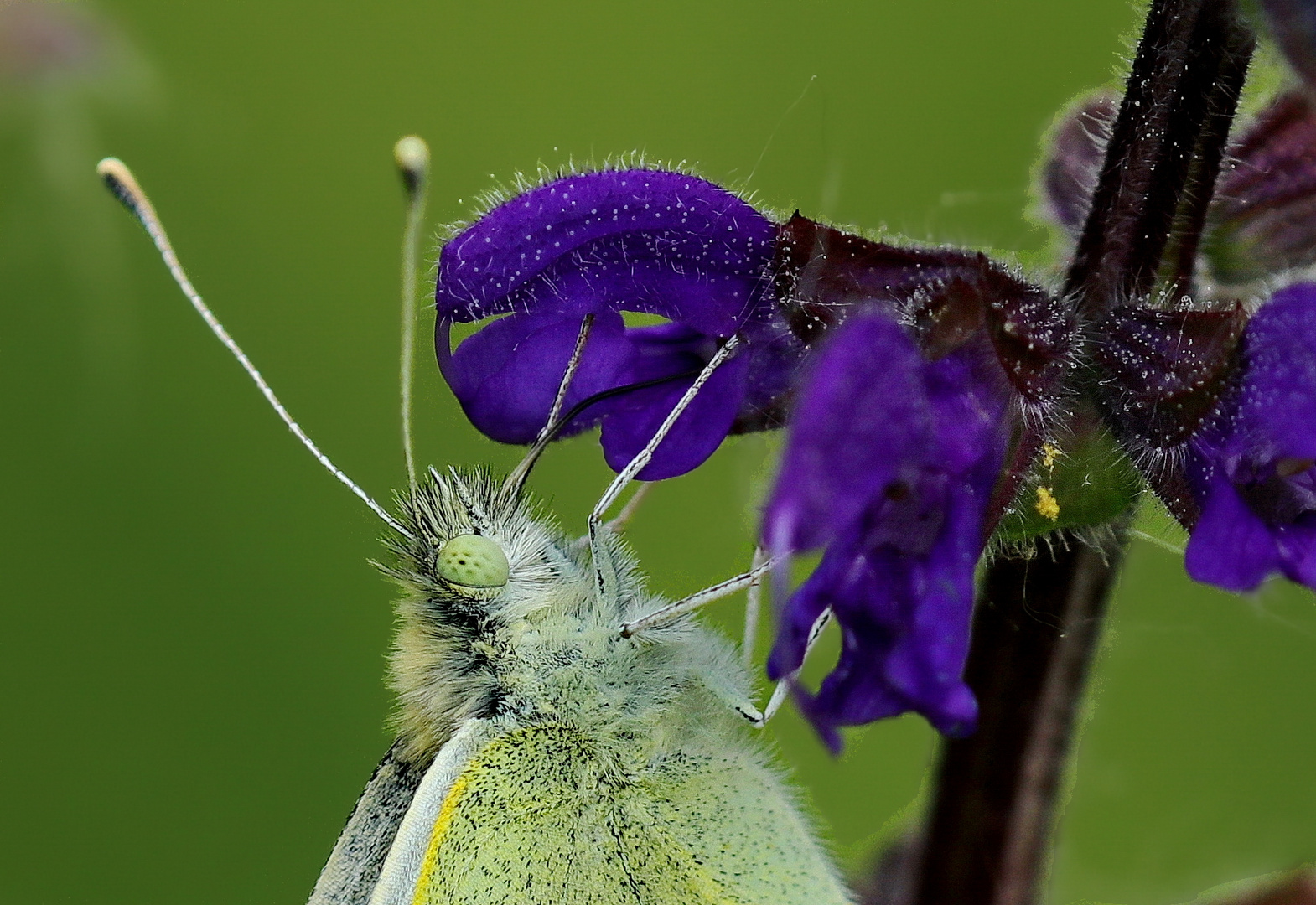 Wiesensalbei mit Besucher..