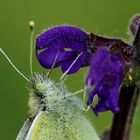 Wiesensalbei mit Besucher..