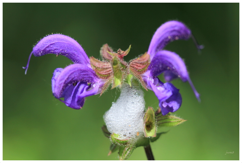 Wiesensalbei mit Schaum von den Nymphen einer Schaumzikade