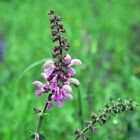 Wiesensalbei, rosa blühend