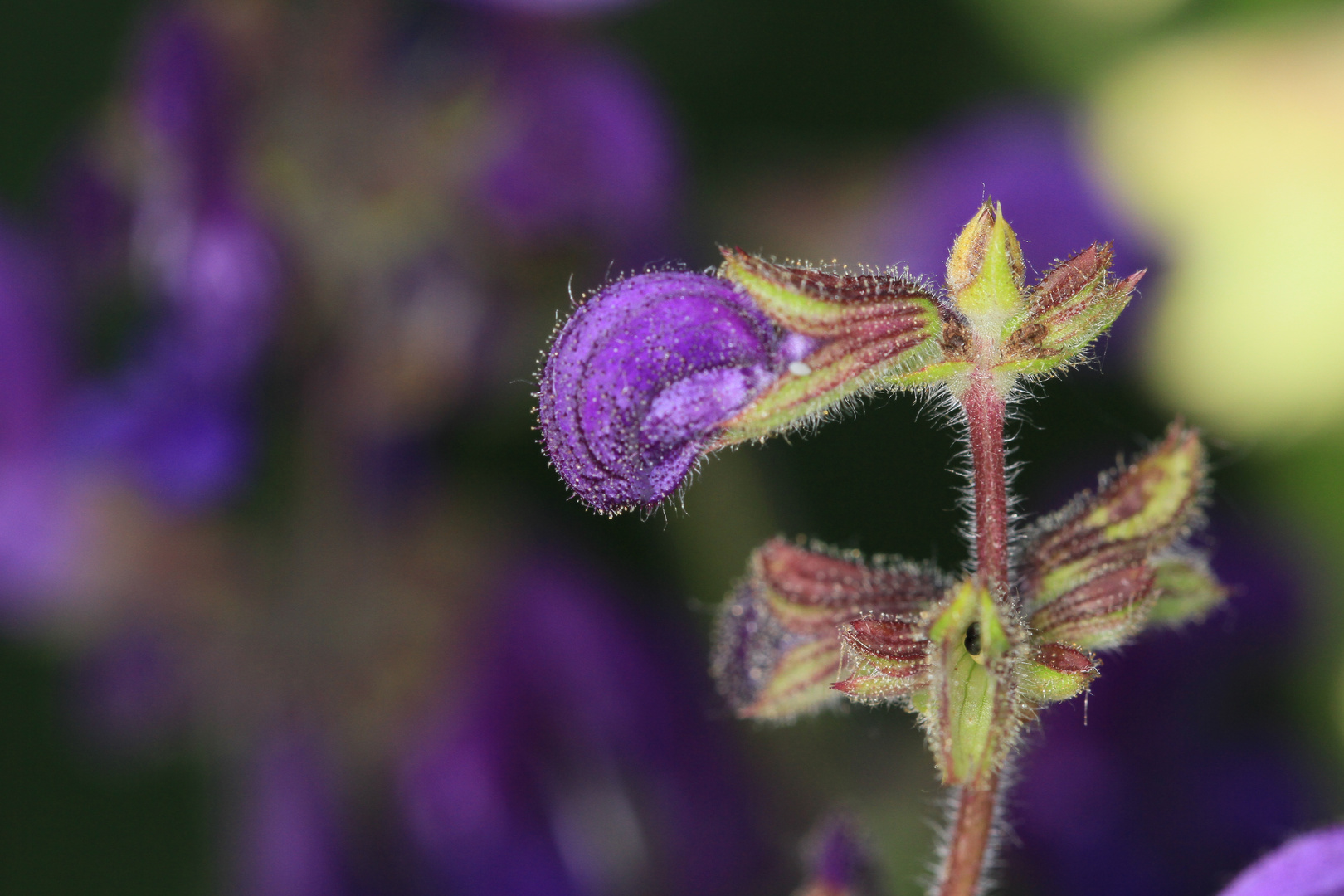 Wiesensalbei (Salvia pratensis)