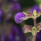 Wiesensalbei (Salvia pratensis)