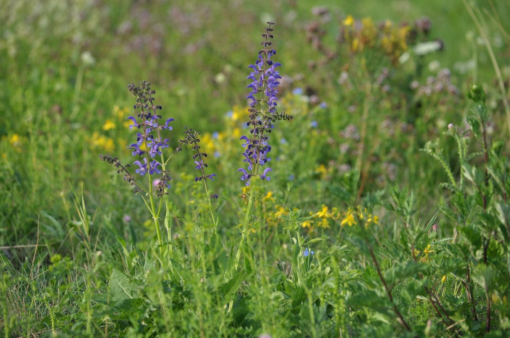 Wiesensalbei Salvia pratensis