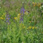 Wiesensalbei Salvia pratensis