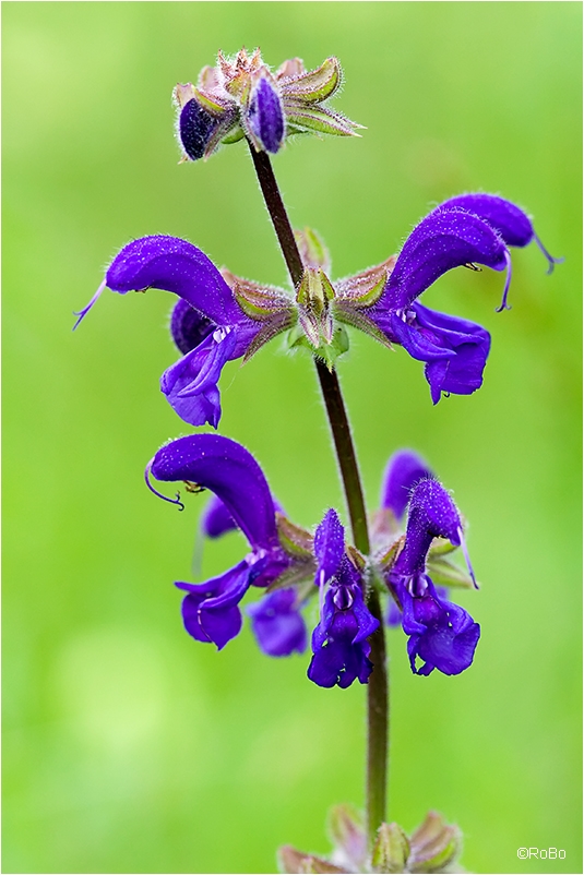 Wiesensalbei - Salvia pratensis