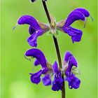 Wiesensalbei - Salvia pratensis