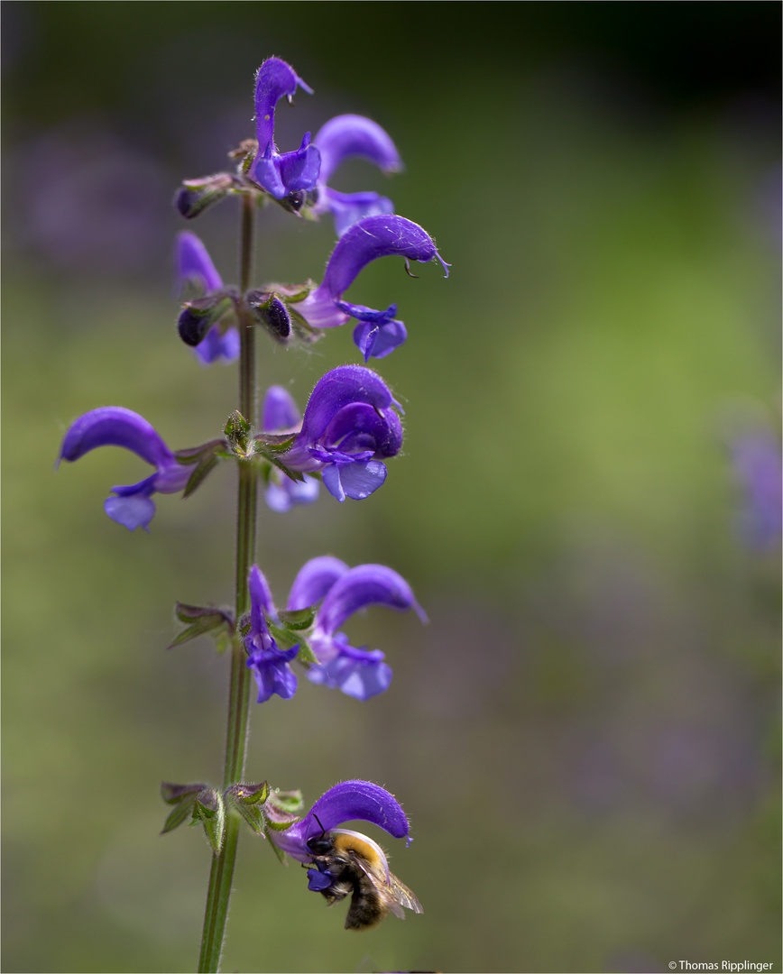 Wiesensalbei (Salvia pratensis)