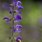 Wiesensalbei (Salvia pratensis)