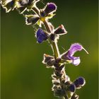 Wiesensalbei (Salvia pratensis)