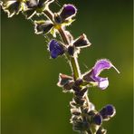 Wiesensalbei (Salvia pratensis)