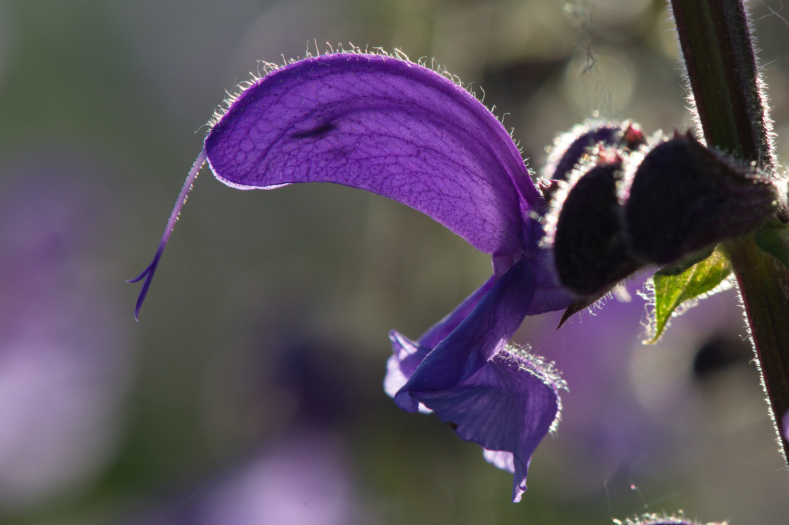 Wiesensalbei (Salvia pratensis)