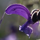 Wiesensalbei (Salvia pratensis)