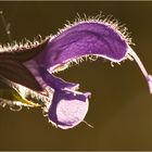 Wiesensalbei (Salvia pratensis)