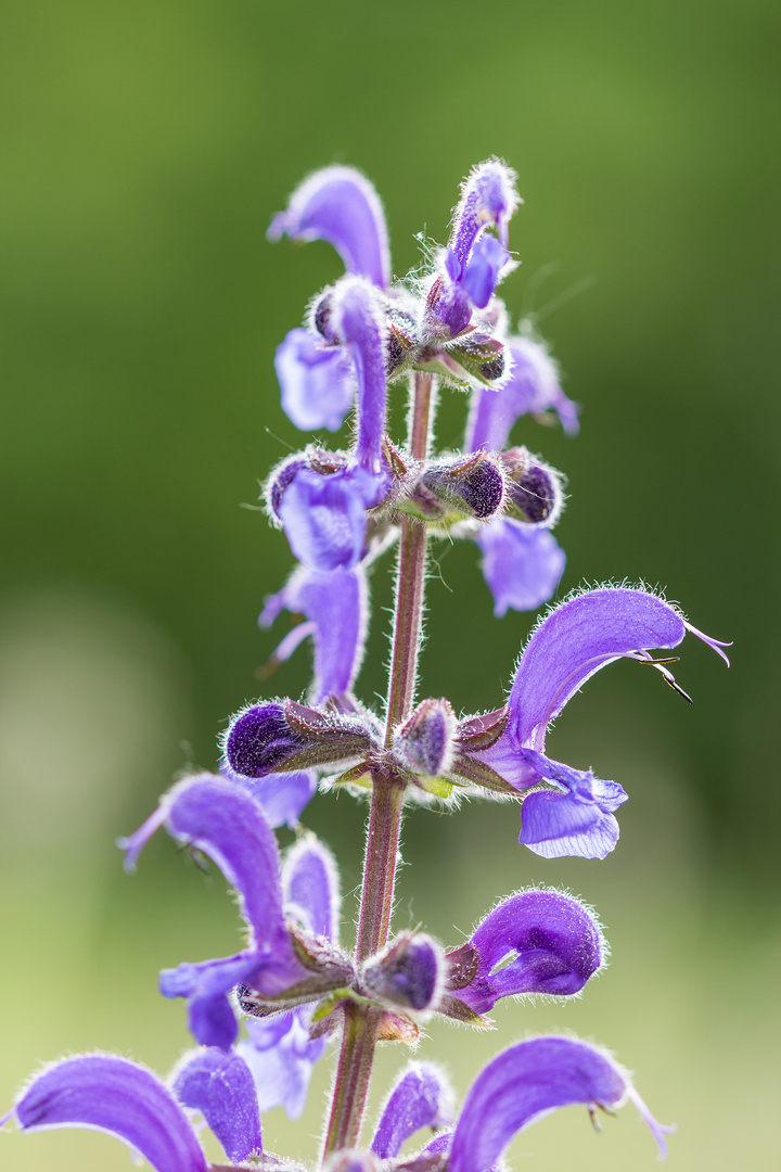 Wiesensalbei (Salvia pratensis)