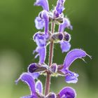 Wiesensalbei (Salvia pratensis)