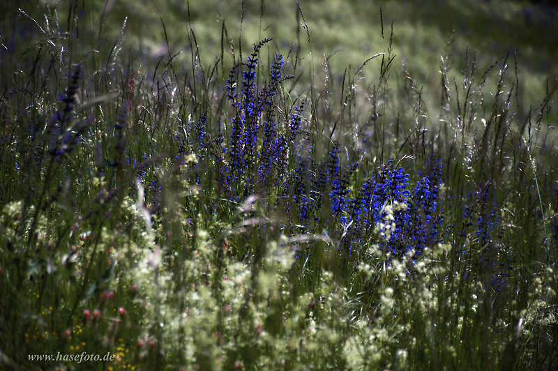 Wiesensalbei (Salvia pratensis)...