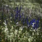 Wiesensalbei (Salvia pratensis)...