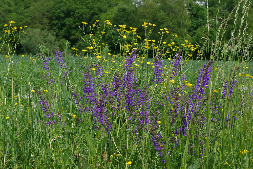 Wiesensalbei und Hahnenfuß