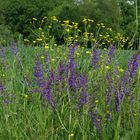 Wiesensalbei und Hahnenfuß