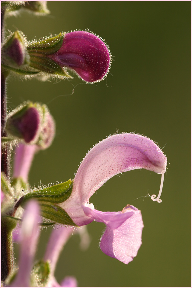 Wiesensalbei - Variante in rosa