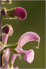 Wiesensalbei - Variante in rosa