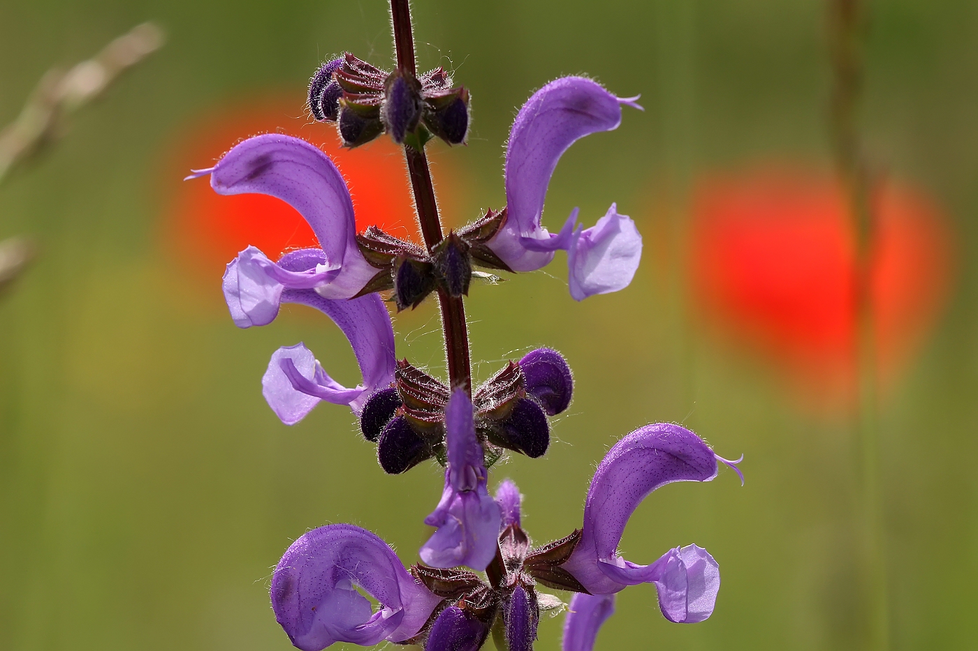 Wiesensalbei vor Klatschmohn