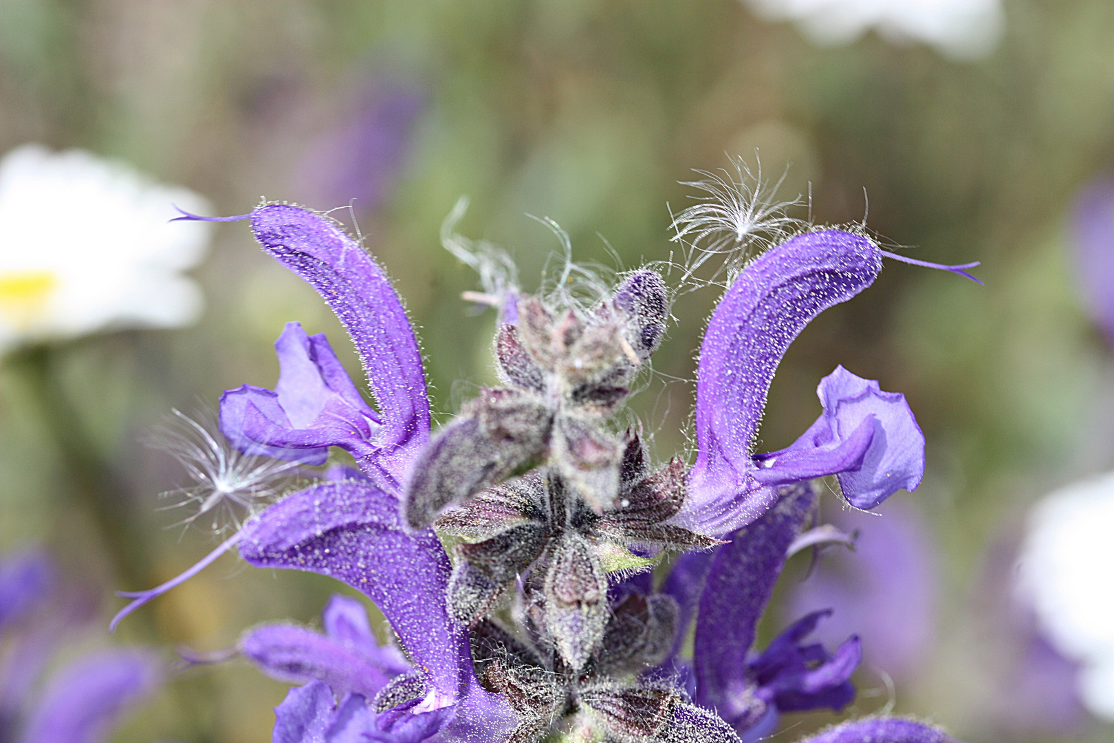 Wiesensalbei zum blue Monday