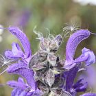 Wiesensalbei zum blue Monday