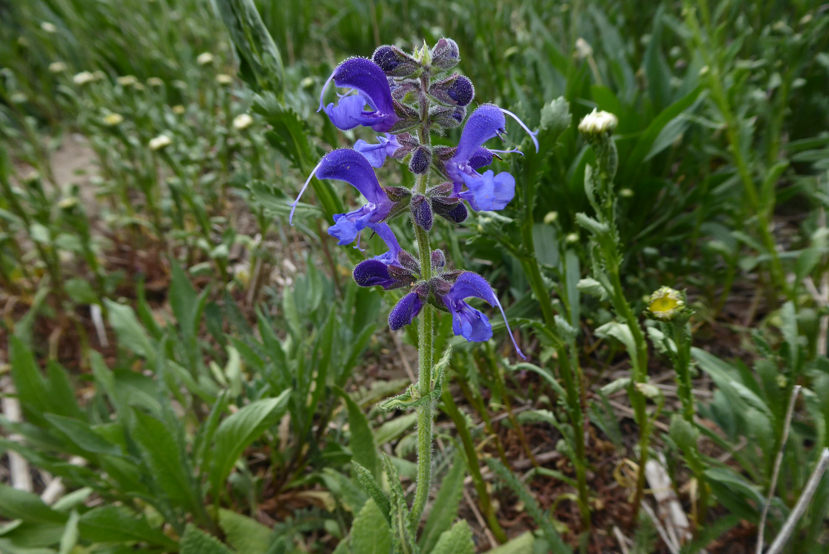 Wiesensalbei zum Blue Monday