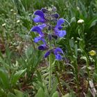 Wiesensalbei zum Blue Monday