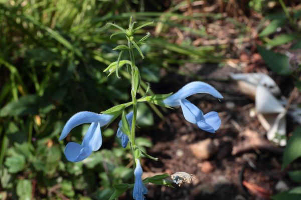 Wiesensalbei_100_1679_Hellbl_GZ_Luedem_Kalk