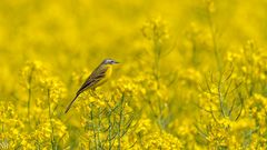 "Wiesenschafstelze auf Raps 2022"