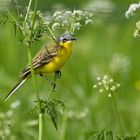 Wiesenschafstelze in ihrem Habitat.......