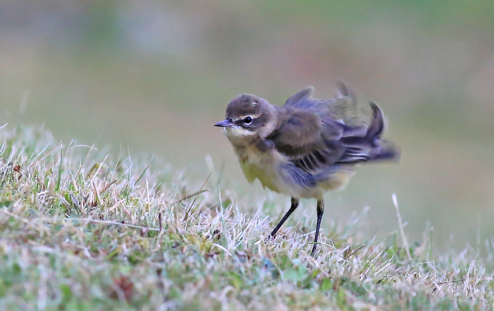 Wiesenschafstelze Jungvogel