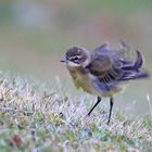 Wiesenschafstelze Jungvogel