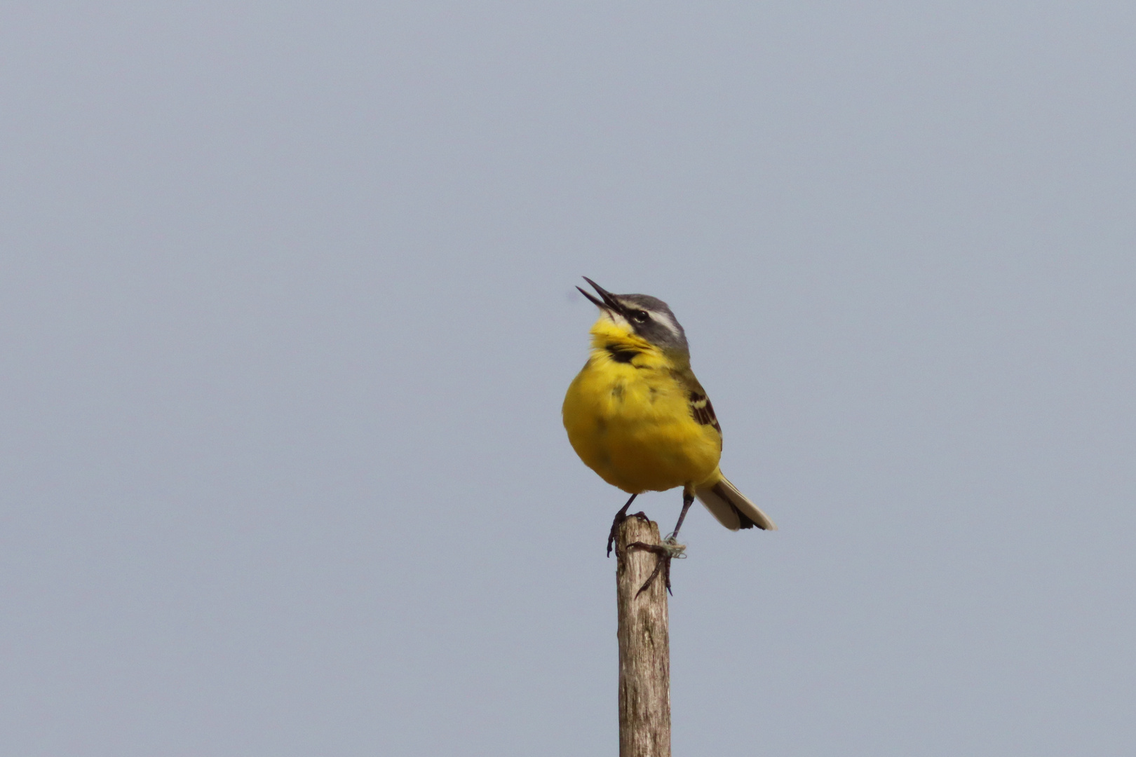 Wiesenschafstelze (Motacilla flava)  