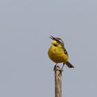 Wiesenschafstelze (Motacilla flava)  