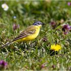 Wiesenschafstelze (Motacilla flava)