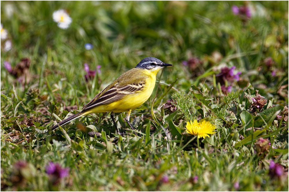 Wiesenschafstelze (Motacilla flava)