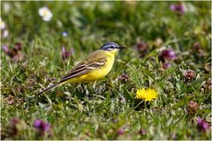 Wiesenschafstelze (Motacilla flava)