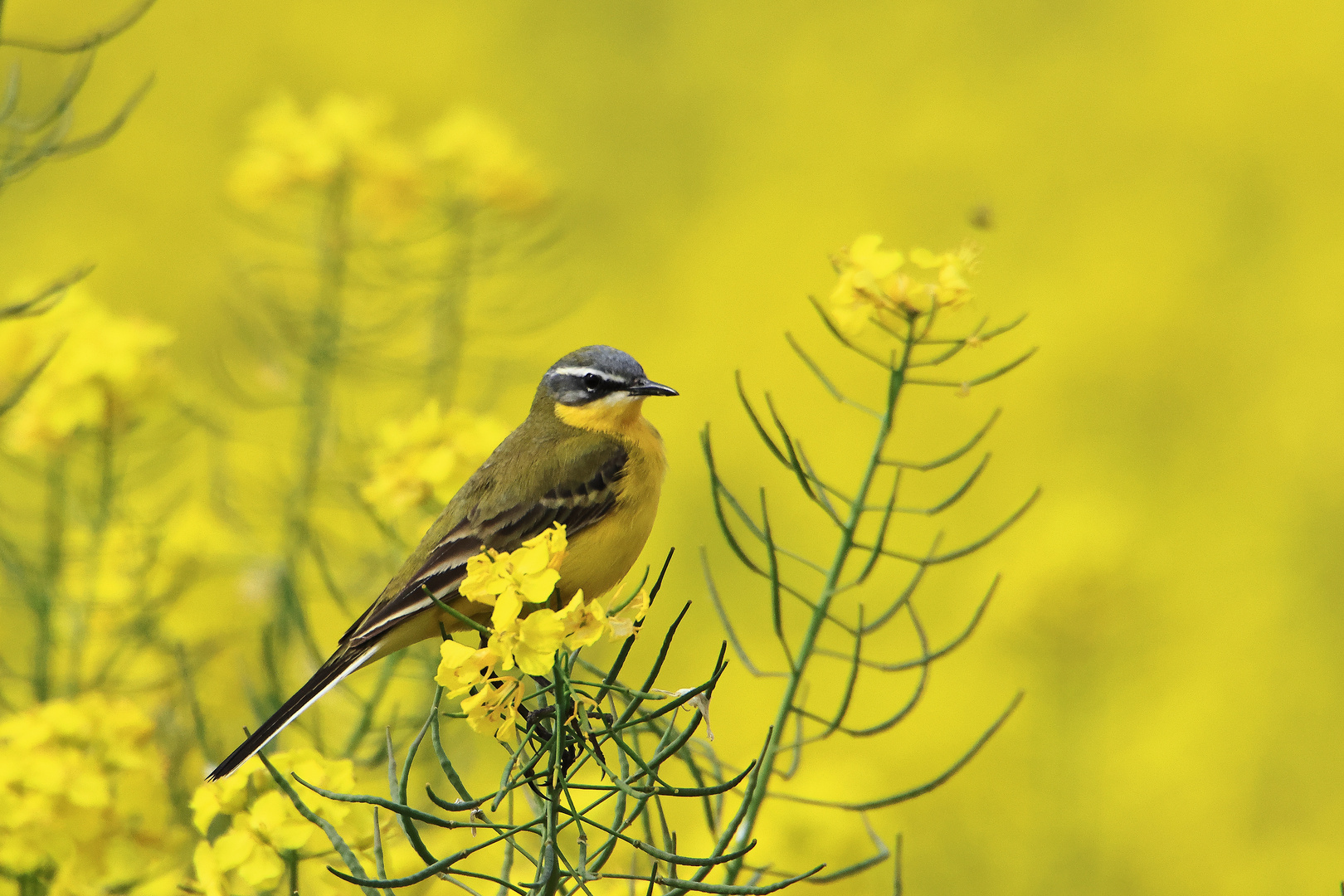 Wiesenschafstelze - Motacilla flava flava