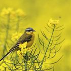 Wiesenschafstelze - Motacilla flava flava