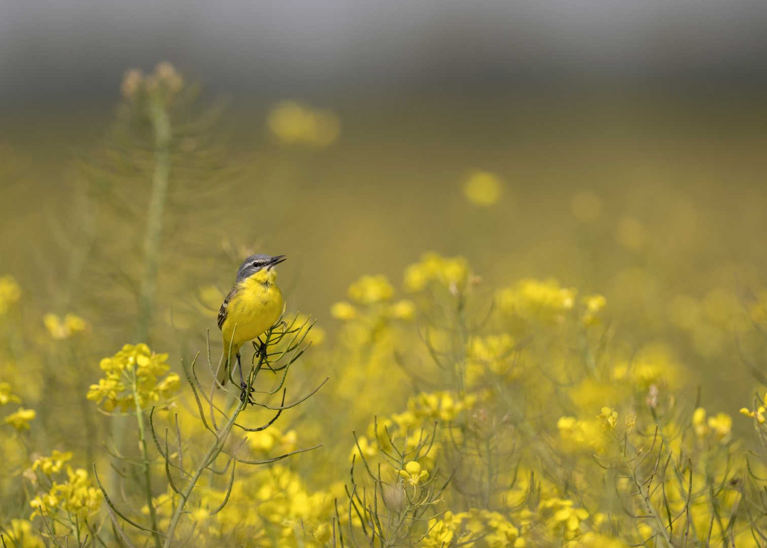 Wiesenschafstelze (Motacilla flava flava)