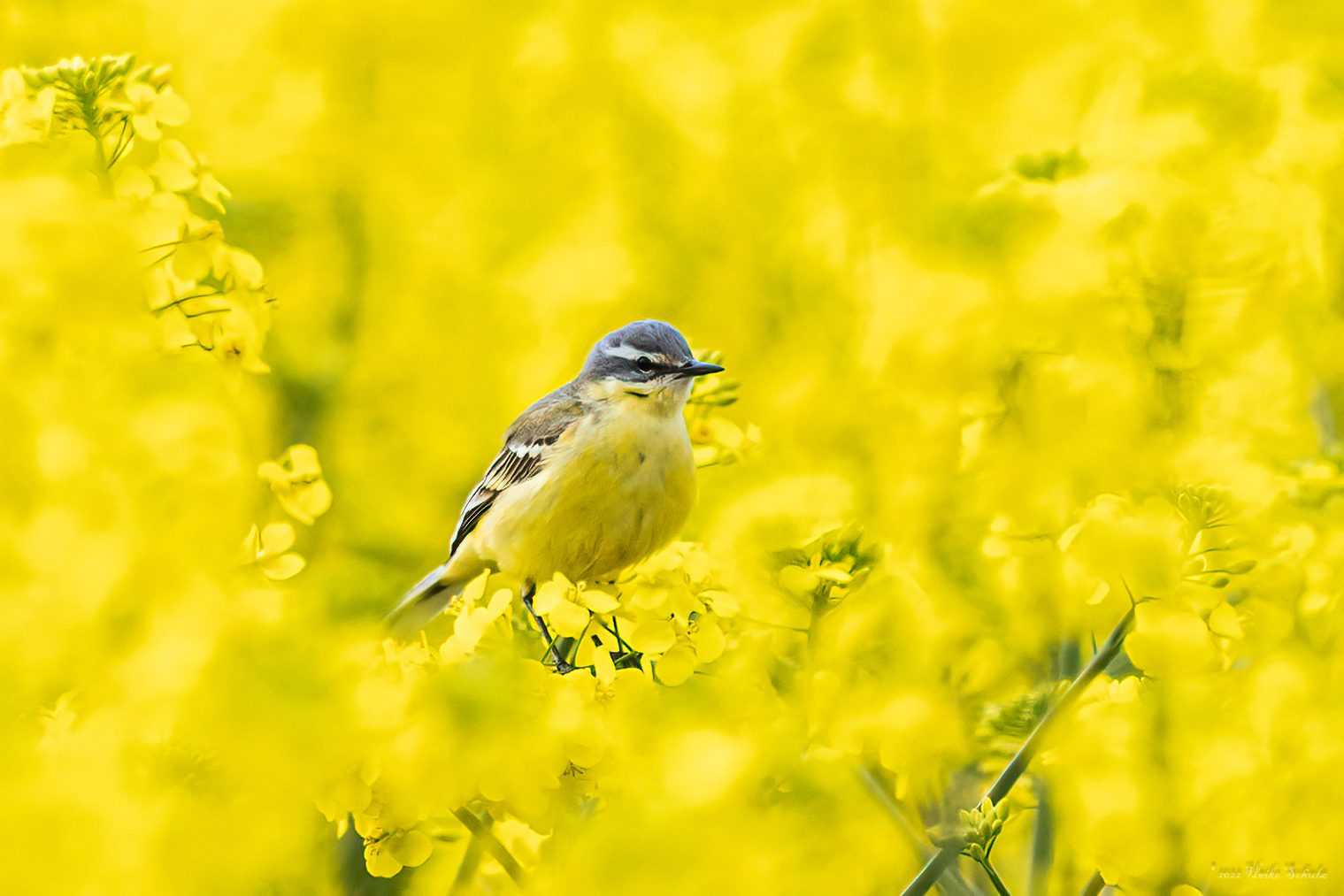 Wiesenschafstelze - Motacilla flava flava -