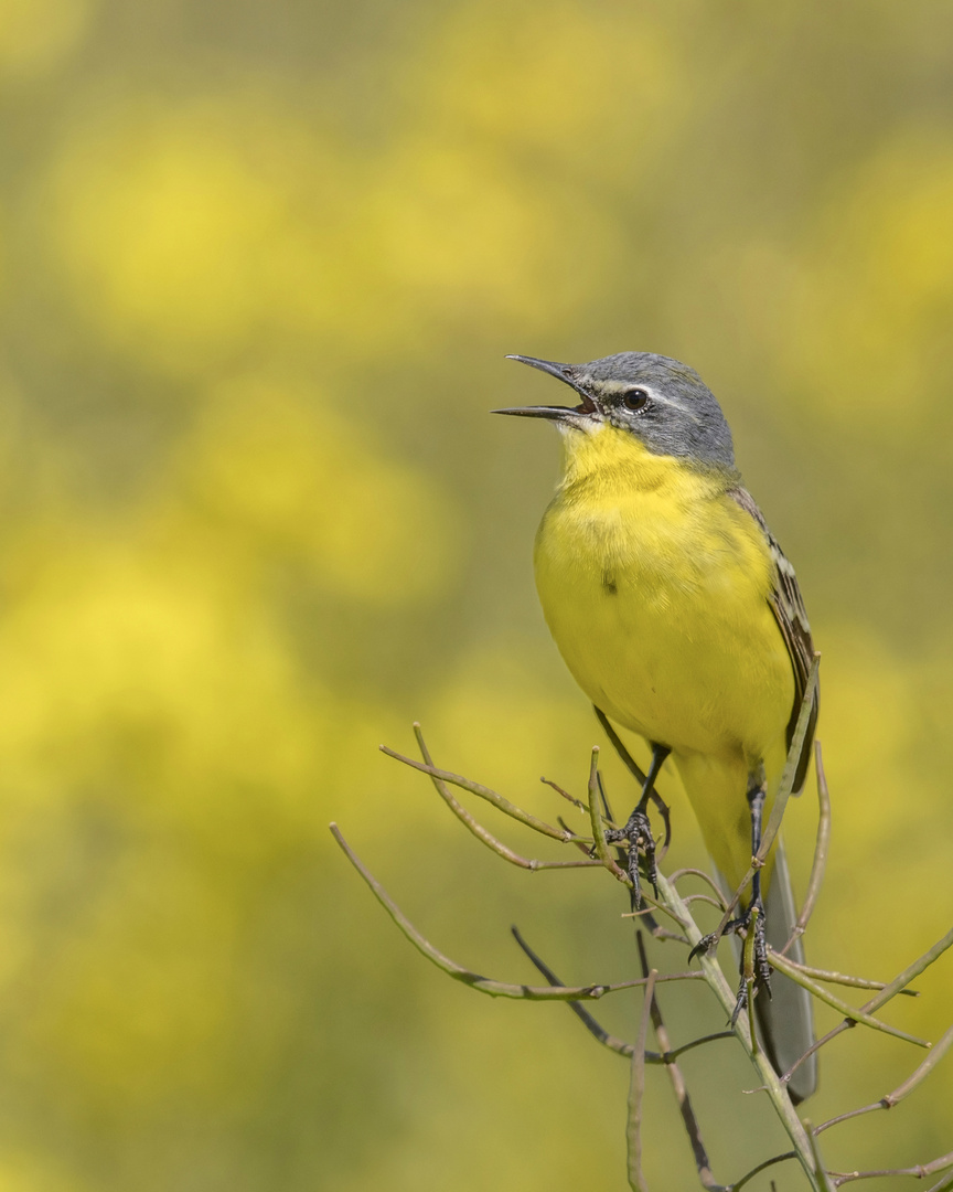 Wiesenschafstelze (Motacilla flava flava)