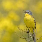 Wiesenschafstelze (Motacilla flava flava)