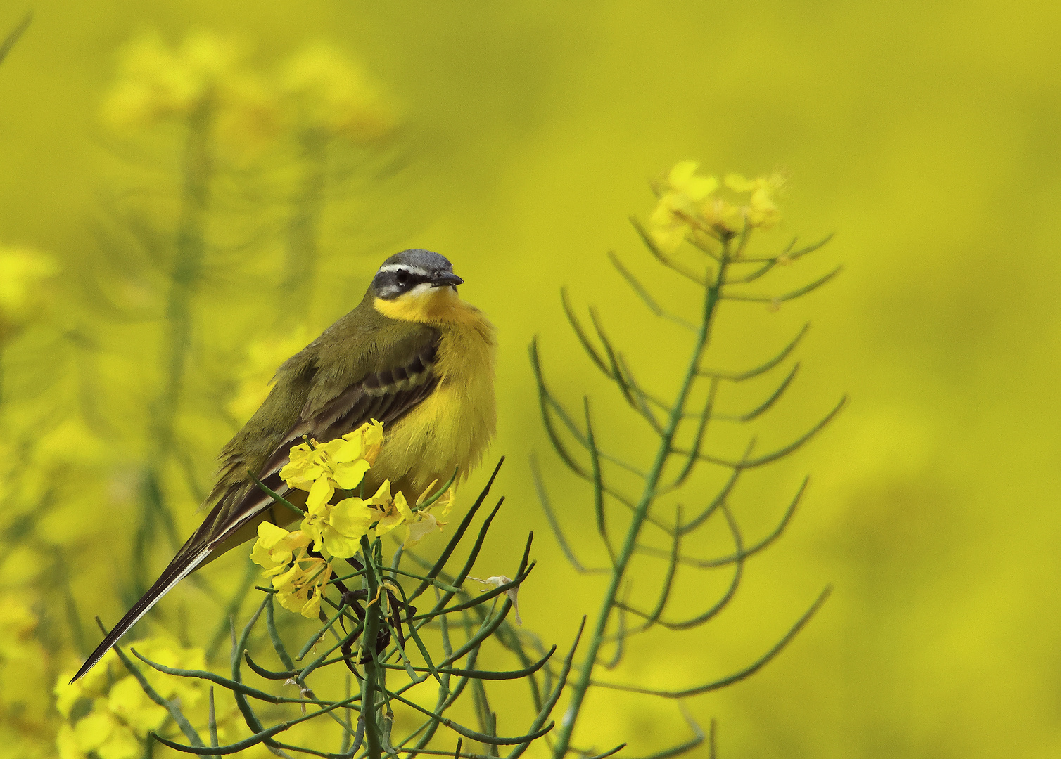 Wiesenschafstelze - Motacilla flava flava